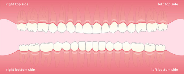 Set of human teeth jaw, the location of teeth in humans, template for dental clinic. Flat design, vector illustration Ai / EPS 10  - obrazy, fototapety, plakaty