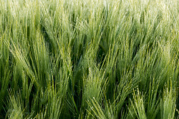 Close up of a green barley with dew drops