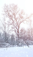 Fototapeta na wymiar Winter landscape snow covered expanses. A park in the winter in 