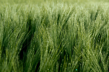 Close up of a green barley with dew drops