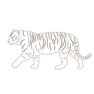 sketch of a tiger, standing, alone