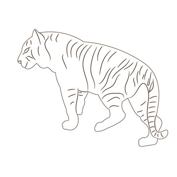 vector isolated sketch of a tiger, standing, alone