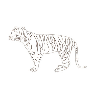 sketch of a tiger, it is worth