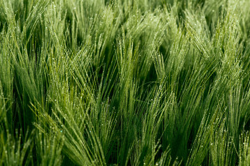 Close up of a green barley with dew drops