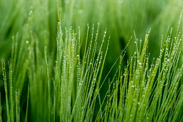 Close up of a green barley with dew drops