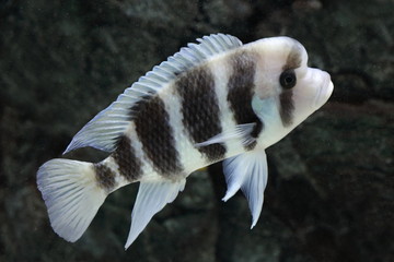 Cyphotilapia frontosa. Cyphotilapia Zebra floats