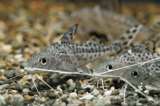 Synodontis alberti. Three aquarium fish look