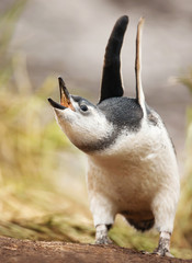 Magellanic penguin chick calling and keeping his wings up, Falkland Islands.