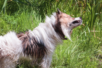 the dog is shaking water off her body