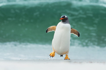 Ezelspinguïn komt aan land door grote golven, Falklandeilanden.
