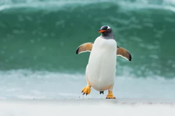  Ezelspinguïn komt aan land door grote golven, Falklandeilanden. © giedriius