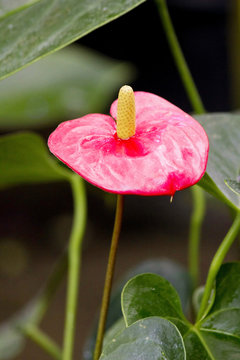 Anthurium andreanum bright red (Flamingo flower, Flamingo lily, Oilcloth flower). Anthurium flowering plant. Blossoming anthurium in winter garden. Anthurium olso known as heart-shaped flower.