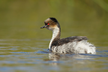 Close up of silvery grebe swimming in freshwater lake, Falkland Islands.