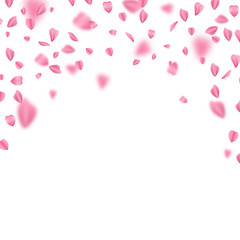 Falling sakura leaves on white background, vector design