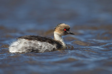 Close up of silvery grebe swimming in freshwater lake, Falkland Islands.