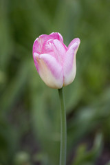 Close-up pink tulip in a beautiful field. Bulbous field pink tulips macro of one bright flower. Pink tulip with selective focus and shallow depth of field. Spring blurred background pink tulip field.