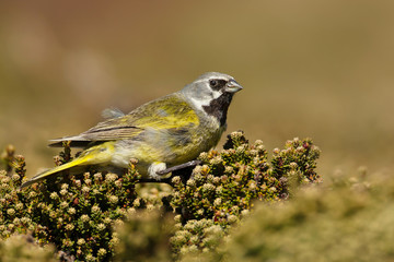 White-bridled finch perching on a bush in summer, Falkland Islands.