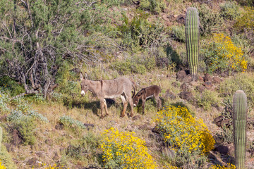 Wild Burros in the Arizona Desert in Spring