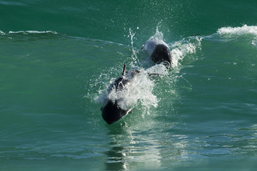 Commerson's dolphins jumping in the ocean, Falkland Islands.