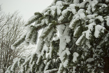 Branches of pine covered with a thick layer of fresh fluffy snow. After the snowfall.
