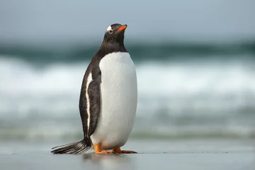 Crédence de cuisine en verre imprimé Pingouin Gentoo penguin standing on a sandy ocean coast, Falkland Islands. 