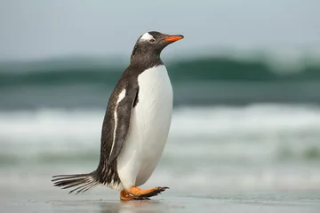 Door stickers Penguin Gentoo penguin walking on a sandy ocean shoreline, Falkland Islands.