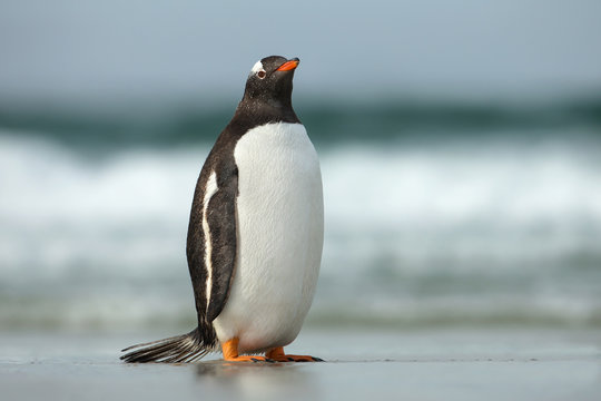 Gentoo penguin standing on a sandy ocean coast, Falkland Islands. 