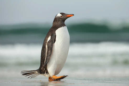 Gentoo penguin walking on a sandy ocean shoreline, Falkland Islands.