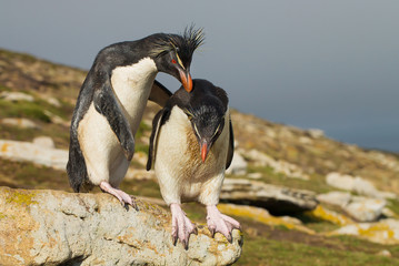 Southern rockhopper penguin encourages another penguin to jump, Falkland Islands.