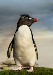 Close up of Southern rockhopper penguin standing on grass, Falkland Islands.