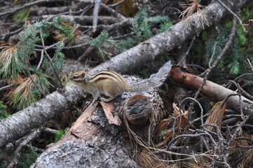 Striped Asian Siberian chipmunk (Latin Tamias sibiricus) rodent of the squirrel family in the natural habitat in forest. Eastern Chipmunk looking behind and watching potencional danger.