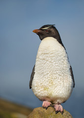 Close up of Southern rockhopper penguin standing on stone, Falkland Islands.