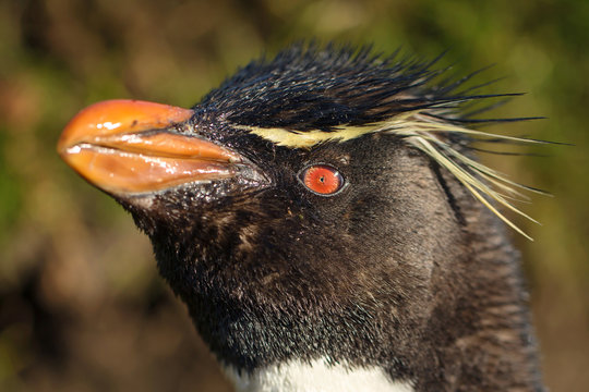 Close up of southern rockhopper penguin, Falkland Islands.