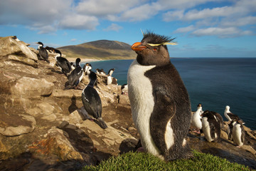 Obraz premium Zamyka up południowa rockhopper pingwinu pozycja na trawie, Falklandy.