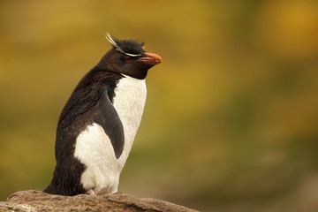 Close up of Southern rockhopper penguin standing on a rock, Falkland Islands.
