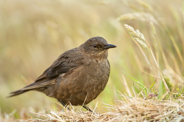 Isolated Blackish Cinclodes hiding in the field of grass, Falkland Islands.