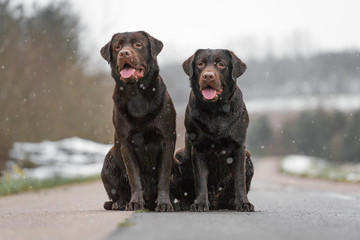 Zwei junge süße braune labrador retriever hund welpen sitzen lustig und aufgeregt nebeneinander