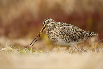 South American snipe feeding on the grass in Falkland Islands.