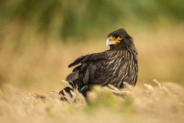 Close-up of Striated Caracara in grass against green background, Falkland Islands.
