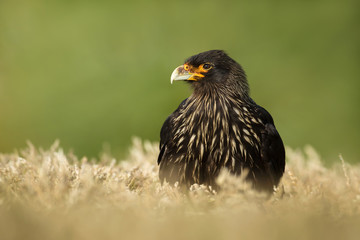 Close-up of Striated Caracara in grass against green background, Falkland Islands.