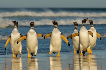 Group of Gentoo penguins coming back from sea, Falkland Islands.