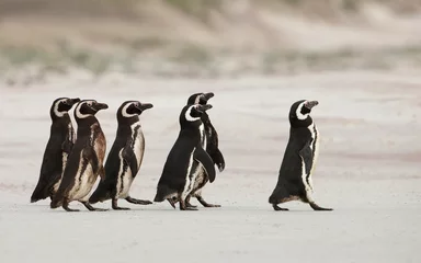 Crédence de cuisine en verre imprimé Pingouin Des manchots de Magellan partent en mer pour pêcher sur une plage de sable, aux îles Falkland.