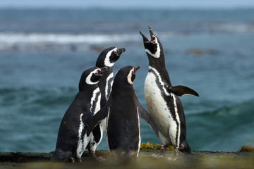 Fototapeta premium Grupa pingwinów Magellana gromadzi się na skalistym wybrzeżu wysp Falklandów.