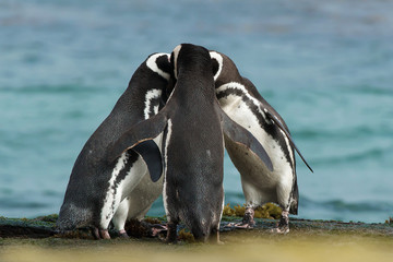Eine Gruppe von Magellan-Pinguinen versammeln sich an der felsigen Küste der Falklandinseln.