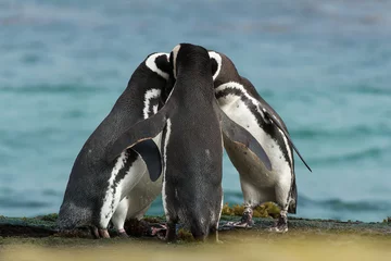 Abwaschbare Fototapete Pinguin Eine Gruppe von Magellan-Pinguinen versammeln sich an der felsigen Küste der Falklandinseln.