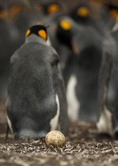 Abandoned egg lying on the ground in King penguin colony, Falkland Islands.