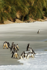 Group of Magellanic penguins on a sandy beach, Falkland Islands.