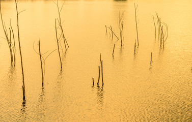 surface water with tree stump