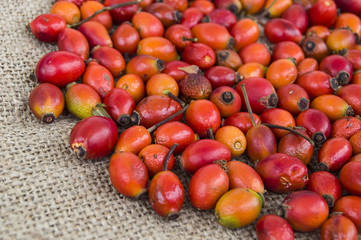 a handful of rosehip plants, rosehip collect,
