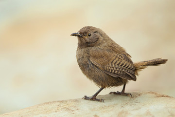 Cobb's wren (Troglogytes cobbi) standing on a stone, Falkland Islands.